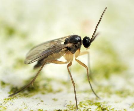 FUNGUS GNAT/SCIARID FLY CONTROLS