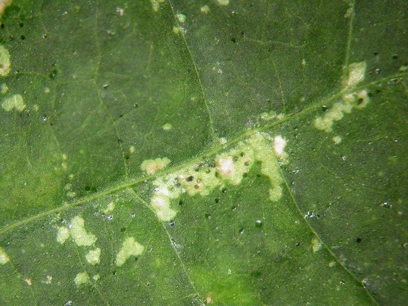 THRIPS CONTROLS
