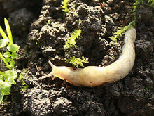 Load image into Gallery viewer, Slugtech - Nematodes for slug control (300 sqm)-ladybirdplantcare.co.uk