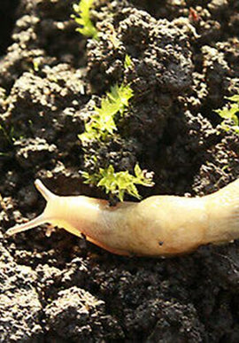 Slug Control 40sqm