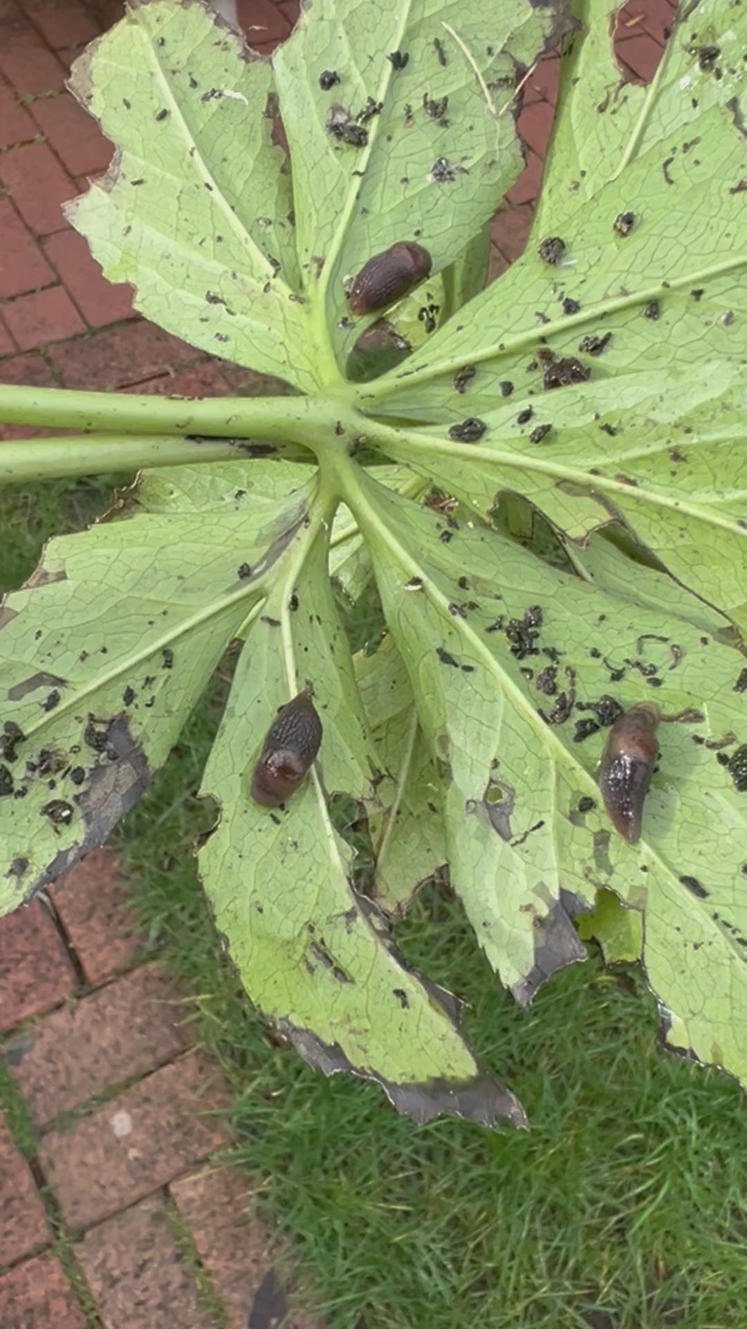 Slug Control Nematodes (40 sqm)