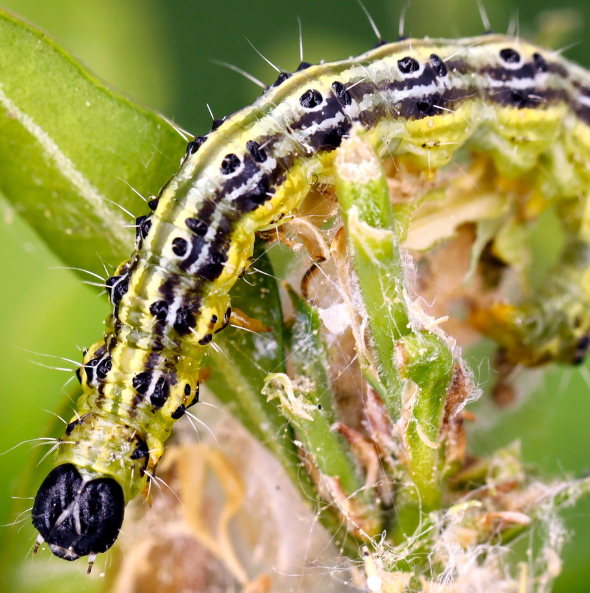 Box Tree Moth Caterpillar - (Steinernema Feltiae/Carpocapsae mix)