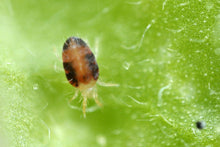 Load image into Gallery viewer, Red Spider Mite Control - Amblyseius Andersoni single application-ladybirdplantcare.co.uk