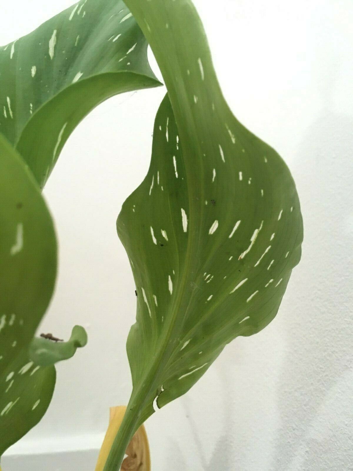 spider mites on monstera adansonii Red Spider Mite Control