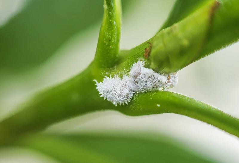 Mealybug Control-Mealybug Controls-ladybirdplantcare.co.uk