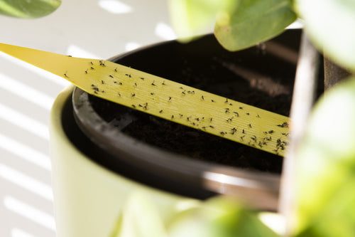 Sticky Traps-Traps-ladybirdplantcare.co.uk