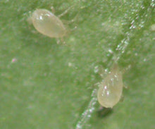 Load image into Gallery viewer, Slow release sachets for Red Spider Mite (Amblyseius Andersoni)-Spider Mite Controls-ladybirdplantcare.co.uk