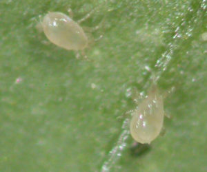Slow release sachets for Red Spider Mite (Amblyseius Andersoni)-Spider Mite Controls-ladybirdplantcare.co.uk