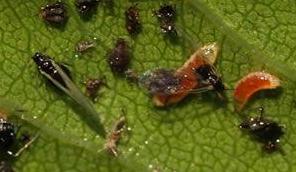 Aphid Midge-Aphid Controls-ladybirdplantcare.co.uk