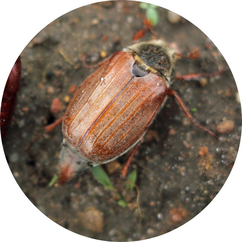 Nematodes for Chafer Bug-Chafer Bug Controls-ladybirdplantcare.co.uk