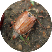 Load image into Gallery viewer, Nematodes for Chafer Bug-Chafer Bug Controls-ladybirdplantcare.co.uk