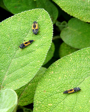 Load image into Gallery viewer, Ladybirds for Aphids-Aphid Controls-ladybirdplantcare.co.uk