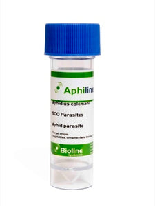 Aphid Parasites (Colemani)-Aphid Controls-ladybirdplantcare.co.uk