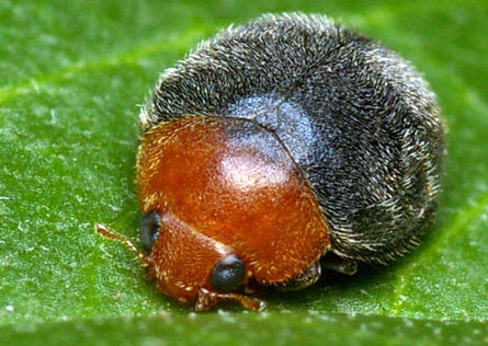 Mealybug Control-Mealybug Controls-ladybirdplantcare.co.uk