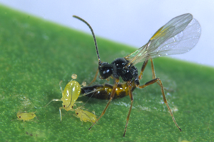 Mixed Species Aphid Control (Aphidius Colemani & Aphidius Ervi mix)-Aphid Controls-ladybirdplantcare.co.uk