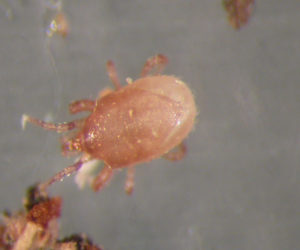 Hypoaspis mites (Stratiolaelaps scimitus)-ladybirdplantcare.co.uk