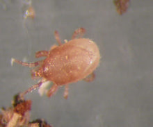 Load image into Gallery viewer, Hypoaspis mites (Stratiolaelaps scimitus)-ladybirdplantcare.co.uk