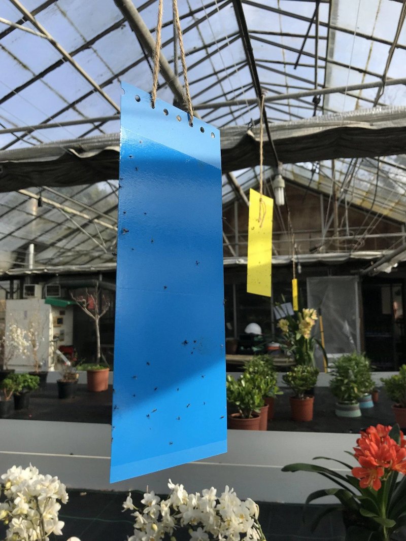 Sticky Traps-Traps-ladybirdplantcare.co.uk