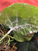Mealybug Control-Mealybug Controls-ladybirdplantcare.co.uk