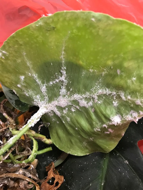 Mealybug Control-Mealybug Controls-ladybirdplantcare.co.uk