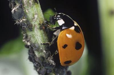 Ladybirds for Aphids-Aphid Controls-ladybirdplantcare.co.uk