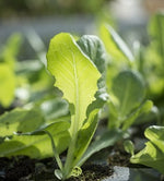 Fruit and Veg Protection Nematodes (Steinernema Feltiae/Carpocapsae mix)-ladybirdplantcare.co.uk