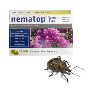 Nematop Vine Weevil Trap-ladybirdplantcare.co.uk