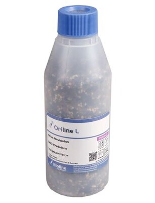 Orius Thrips Killer-Thrip Controls-ladybirdplantcare.co.uk