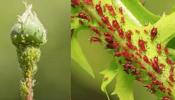 Aphid Parasites (Colemani)-Aphid Controls-ladybirdplantcare.co.uk