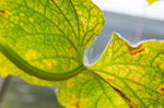 Red Spider Mite Killer (Phytoseiulus Persimilis)-Spider Mite Controls-ladybirdplantcare.co.uk