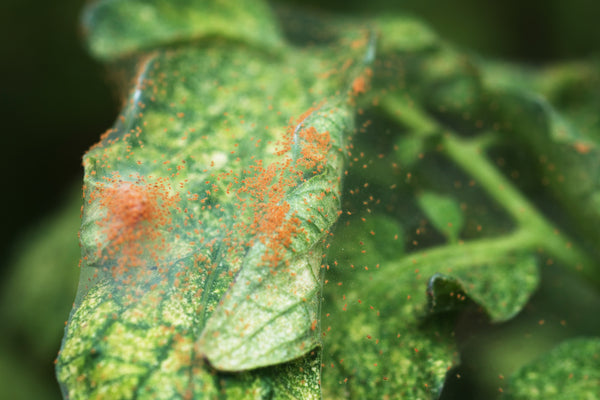 red spider mite damage to plants Red Spider Mite Killer (Phytoseiulus Persimilis) – ladybirdplantcare.co.uk
