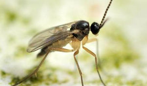 60 sqm Sciarid Fly (Fungus Gnat) Nematodes-Sciarid Controls-ladybirdplantcare.co.uk