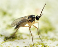 Load image into Gallery viewer, Sciarid Fly Predatory Mites (Hypoaspis Mites)-Sciarid Fly Controls-ladybirdplantcare.co.uk