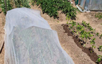 InsectoNet Plastic Free Netting-ladybirdplantcare.co.uk