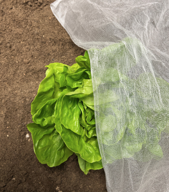 InsectoNet Plastic Free Netting-ladybirdplantcare.co.uk