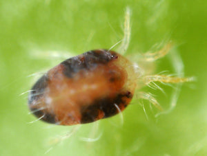 Red Spider Mite Killer (Phytoseiulus Persimilis)-Spider Mite Controls-ladybirdplantcare.co.uk