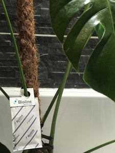 Slow Release Sachets for Thrips (Amblyseius cucumeris)-Thrip Controls-ladybirdplantcare.co.uk