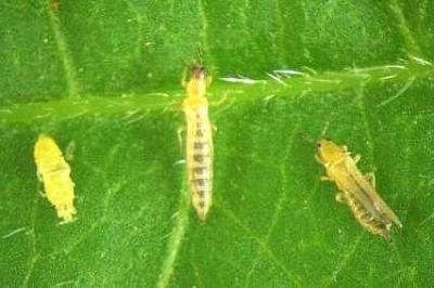 Slow Release Sachets for Thrips (Amblyseius cucumeris)-Thrip Controls-ladybirdplantcare.co.uk