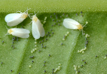 Load image into Gallery viewer, Whitefly Control - Encarsia-Whitefly Controls-ladybirdplantcare.co.uk