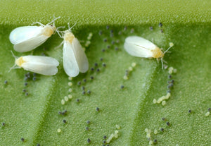 Whitefly Control - Encarsia-Whitefly Controls-ladybirdplantcare.co.uk