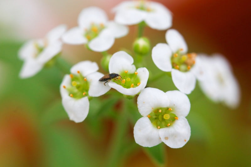 Orius Thrips Killer-Thrip Controls-ladybirdplantcare.co.uk