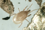 Sciarid Fly Predatory Mites (Hypoaspis Mites)-Sciarid Fly Controls-ladybirdplantcare.co.uk