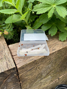 Ladybirds for Aphids-Aphid Controls-ladybirdplantcare.co.uk
