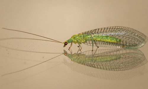 Lacewing Larvae for Aphids-Aphid Controls-ladybirdplantcare.co.uk