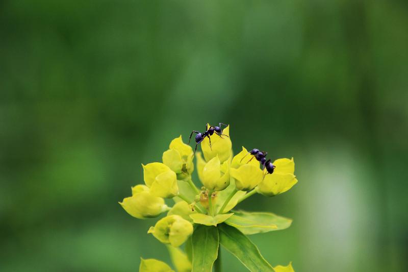 Ant Controls (nematodes)-ladybirdplantcare.co.uk