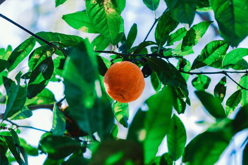 Citrus Feed & Fertiliser-Fertiliser-ladybirdplantcare.co.uk
