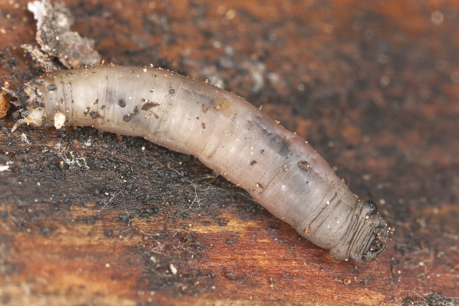 Leatherjacket Nematodes-Leatherjacket Controls-ladybirdplantcare.co.uk