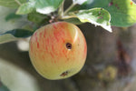 Nematodes for Codling Moth (Mixed Species Nematodes)-ladybirdplantcare.co.uk