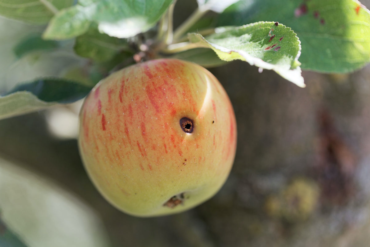 Nematodes for Codling Moth (Mixed Species Nematodes)-ladybirdplantcare.co.uk