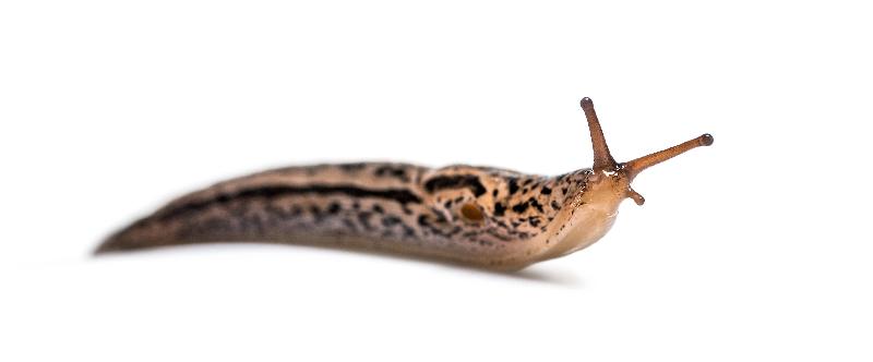 Slug Control Nematodes 100 sqm-Slug Controls-ladybirdplantcare.co.uk